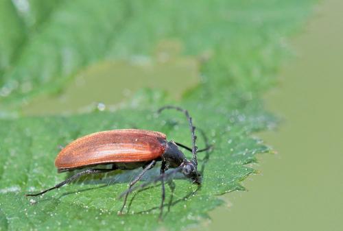 Réf. 256 412 : Pseudocistela ceramboides